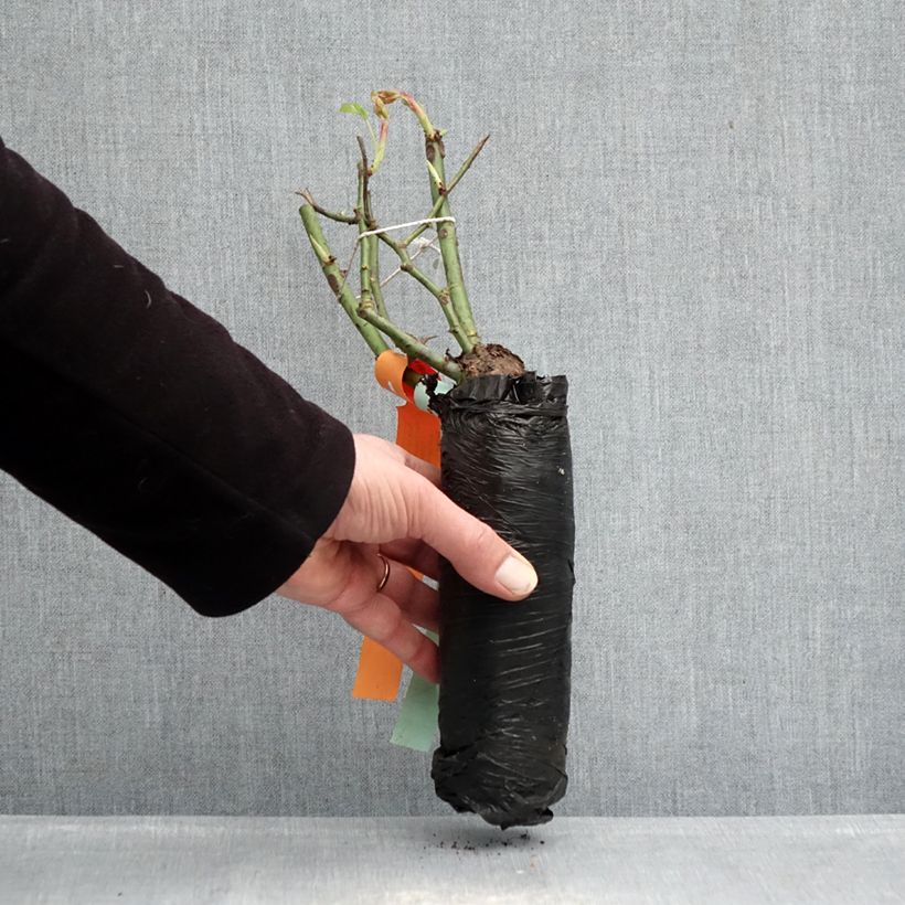 Exemplaar van Rosa Pink Double Knock Out - Bodembedekkende roos In kluit zoals geleverd in de winter