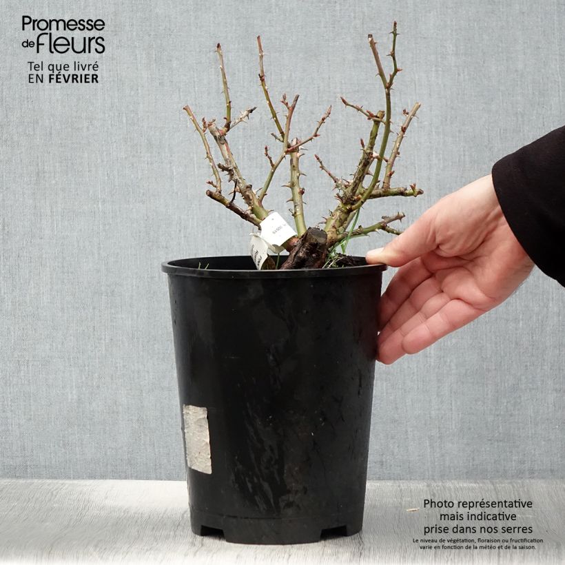 Example of Rosier couvre-sol Pink Flash Pot van 4 l/5 l as you get in hiver