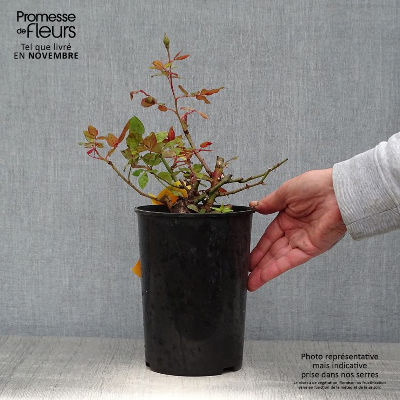 Exemplaar van Rosier couvre-sol Pink Knock Out (Rodin) Pot de 3L/4L zoals geleverd in de herfst