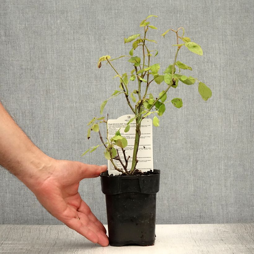Exemplaar van Rosa Pink Knock Out - Bodembedekkende roos Pot van 10 cm/11 cm zoals geleverd in de zomer