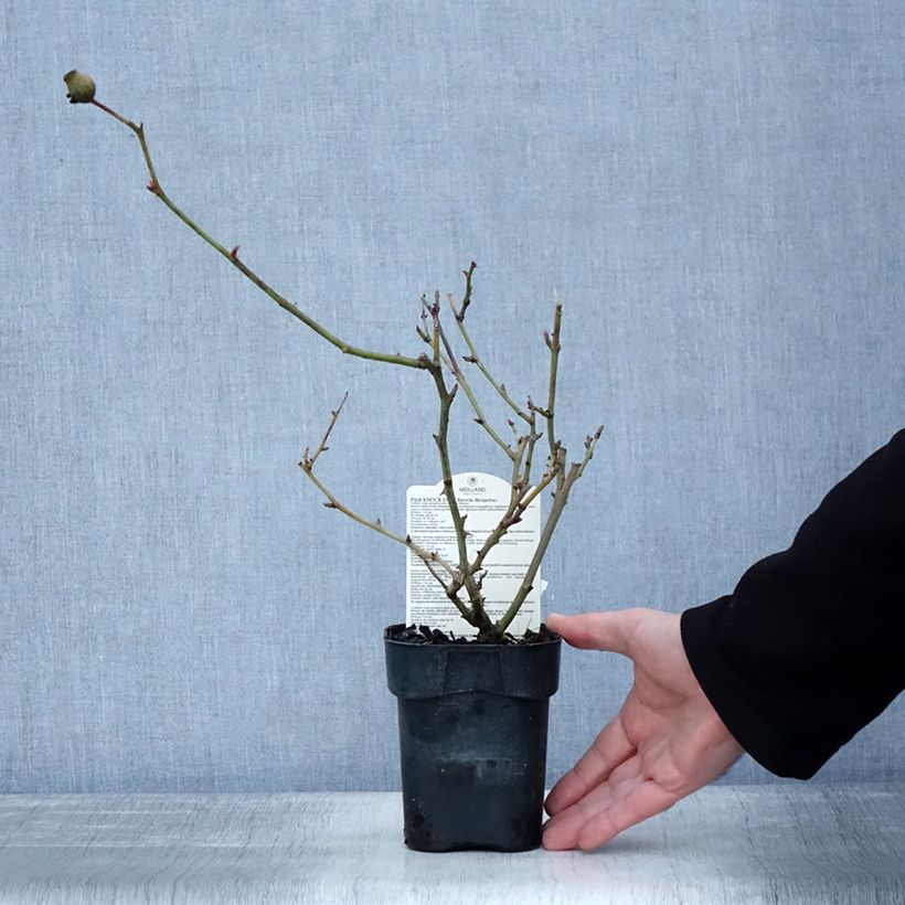 Example of Rosier couvre-sol Pink Knock Out (Rodin) Pot van 10 cm/11 cm as you get in hiver