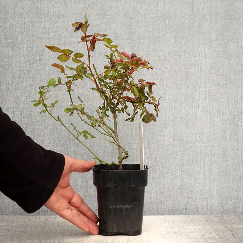 Exemplaar van Rosa Pink Knock Out - Bodembedekkende roos Pot van 10 cm/11 cm zoals geleverd in de lente