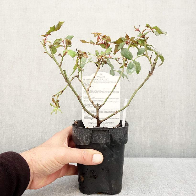 Exemplaar van Rosa Pink Knock Out - Bodembedekkende roos Pot van 10 cm/11 cm zoals geleverd in de herfst