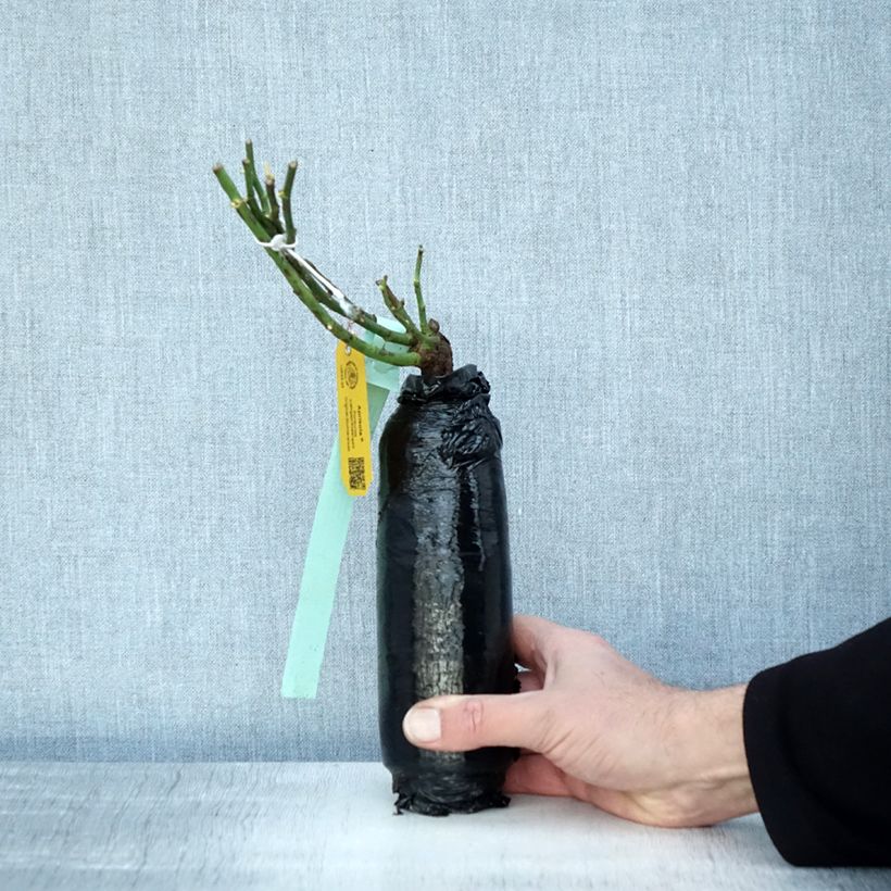 Example of Rosa Aprikola - Bodembedekkende roos In kluit as you get in hiver