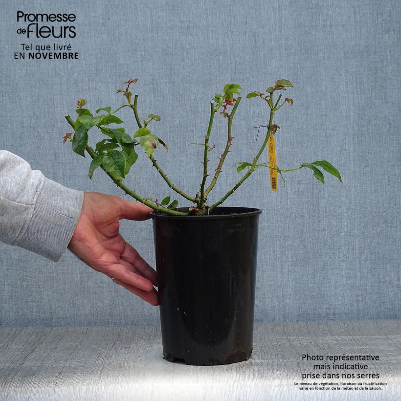 Exemplaar van Rosa Aprikola - Bodembedekkende roos Pot van 2 l/3 l zoals geleverd in de herfst