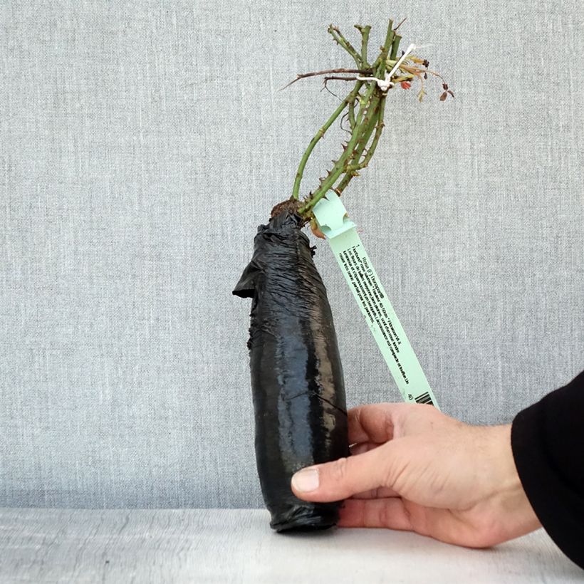 Exemplaar van Rosa Bad Birnbach - Bodembedekkende roos In kluit zoals geleverd in de winter