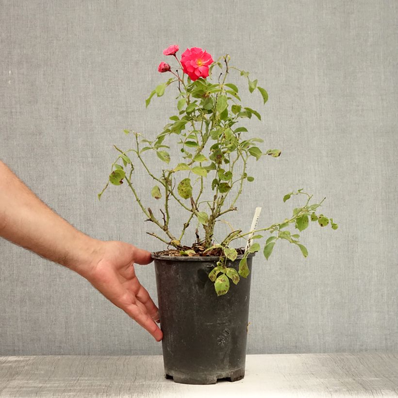 Exemplaar van Rosa Bad Birnbach - Bodembedekkende roos Pot van 2 l/3 l zoals geleverd in de zomer