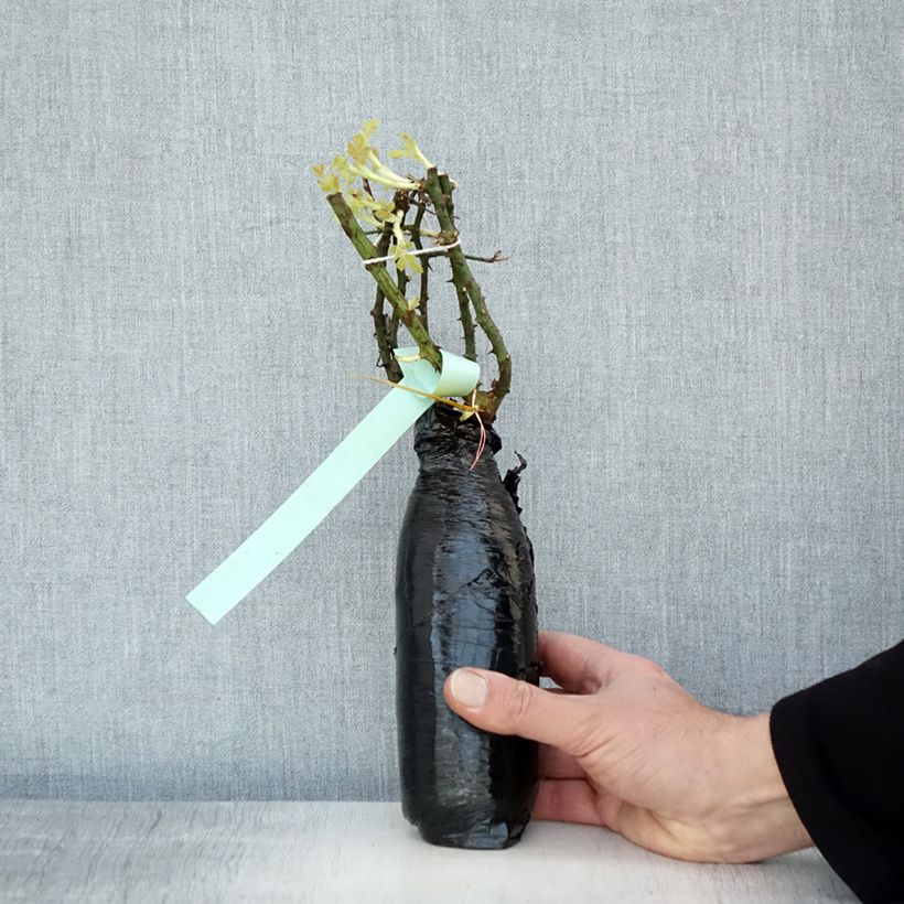 Example of Rosa Diamant - Bodembedekkende roos In kluit as you get in hiver