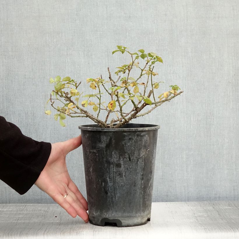 Exemplaar van Rosa Diamant - Bodembedekkende roos Pot van 3 l/4 l zoals geleverd in de herfst