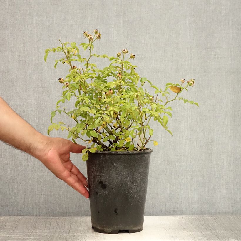 Exemplaar van Rosa Diamant - Bodembedekkende roos Pot van 3 l/4 l zoals geleverd in de zomer