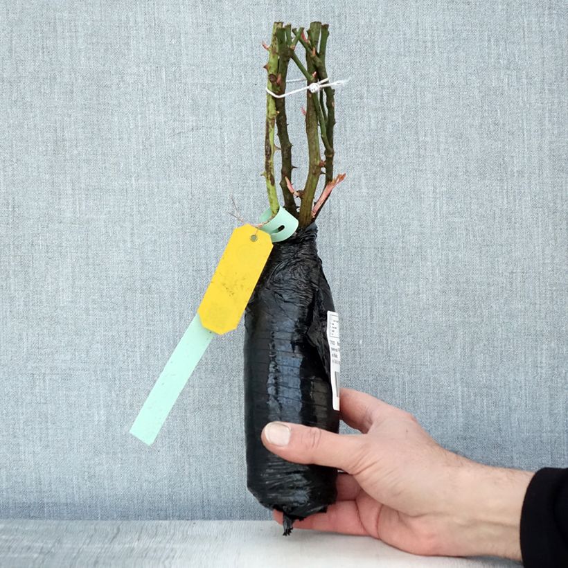 Example of Rosier couvre-sol Rigo Néon In kluit as you get in hiver