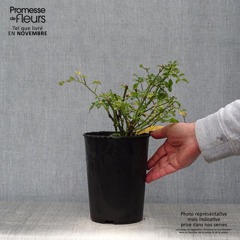 Exemplaar van Rosa Neon - Bodembedekkende roos Pot van 2 l/3 l zoals geleverd in de herfst
