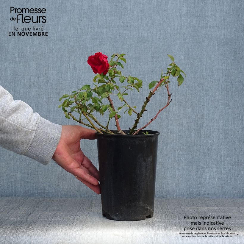 Exemplaar van Rosa Rotilia - Bodembedekkende roos Pot van 2 l/3 l zoals geleverd in de herfst