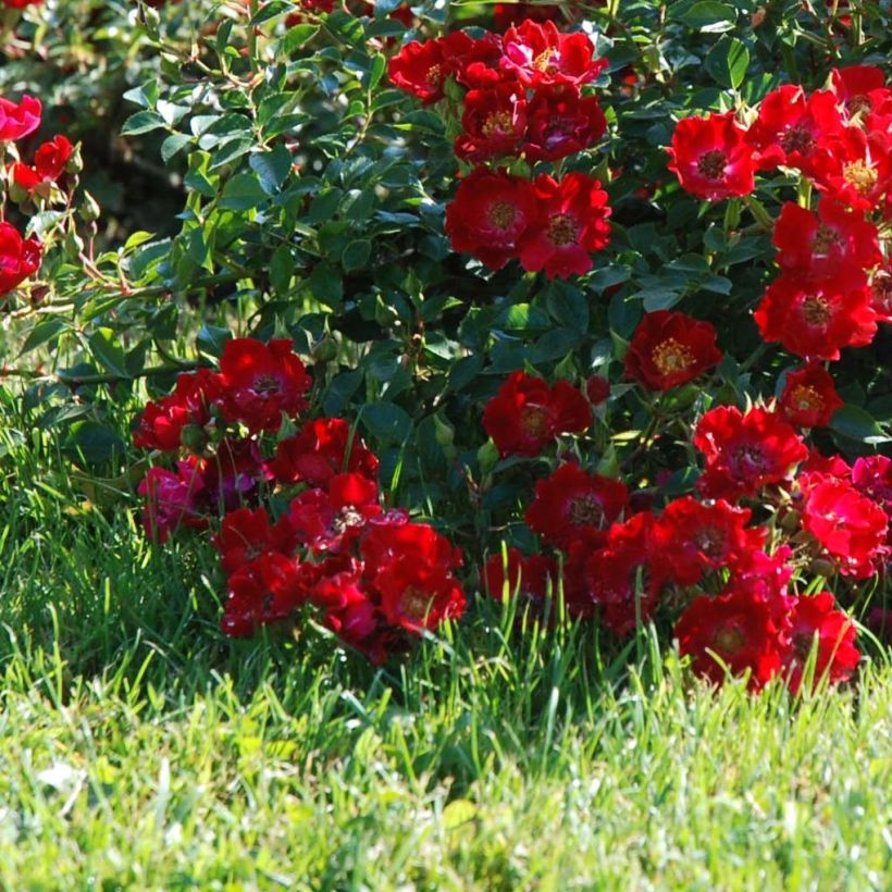 Rosa Rouge Cascade - Bodembedekkende roos (Bloei)