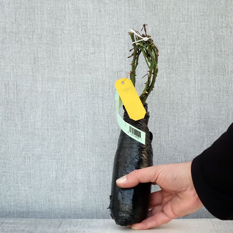 Example of Rosier couvre-sol Satina  In kluit as you get in hiver