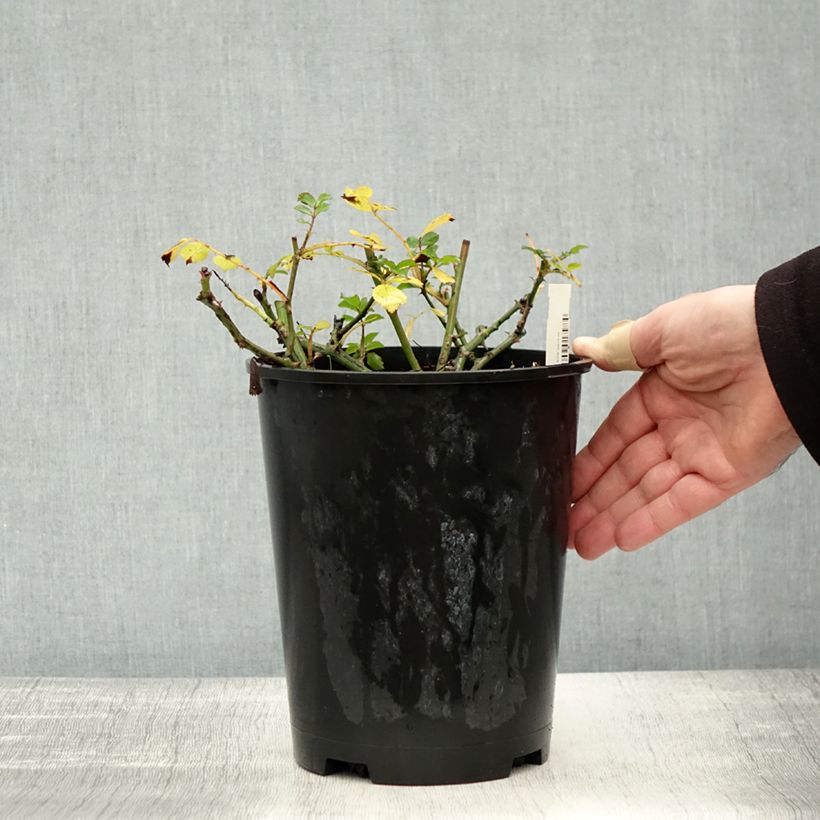Exemplaar van Rosa Satina - Bodembedekkende roos Pot van 2 l/3 l zoals geleverd in de herfst