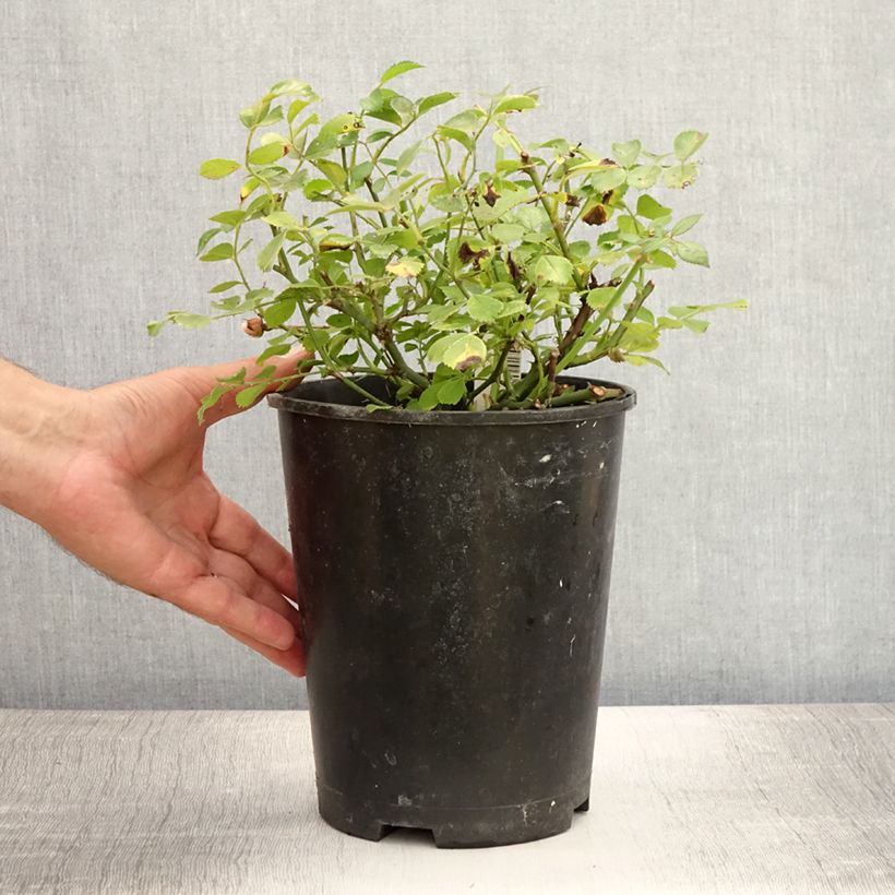 Exemplaar van Rosa Satina - Bodembedekkende roos Pot van 2 l/3 l zoals geleverd in de zomer