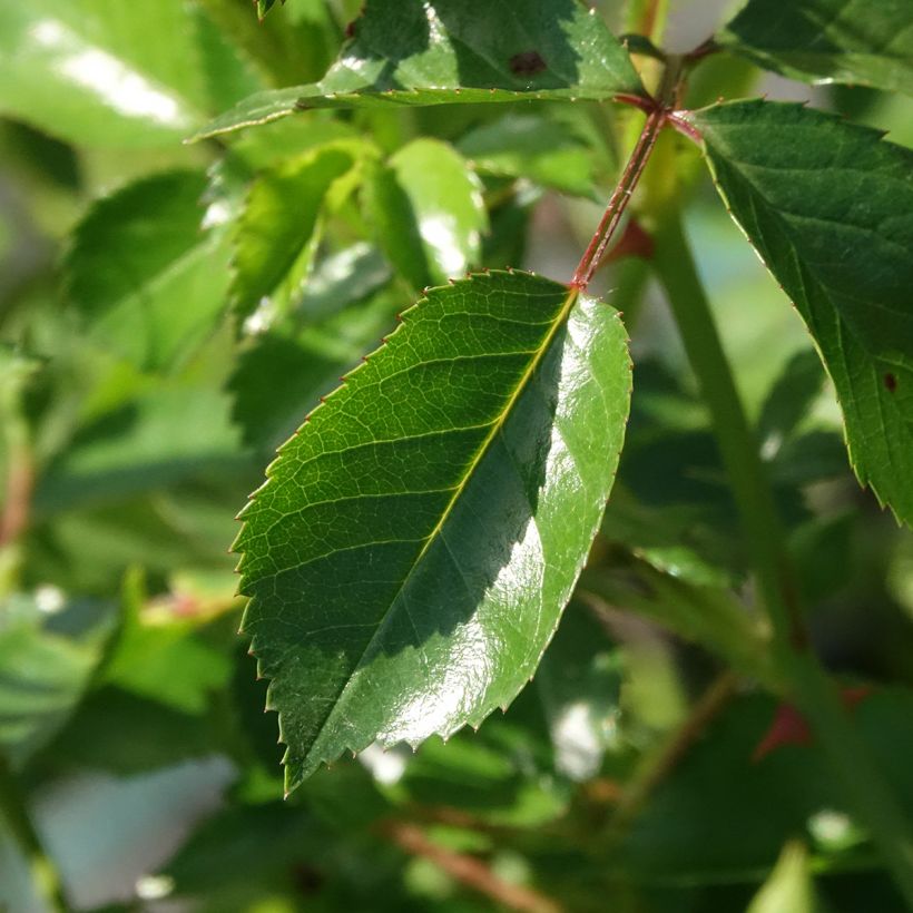 Rosa Satina - Bodembedekkende roos (Blad)