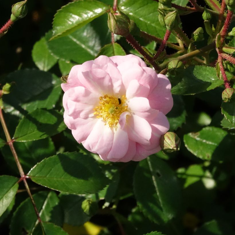 Rosa Satina - Bodembedekkende roos (Bloei)