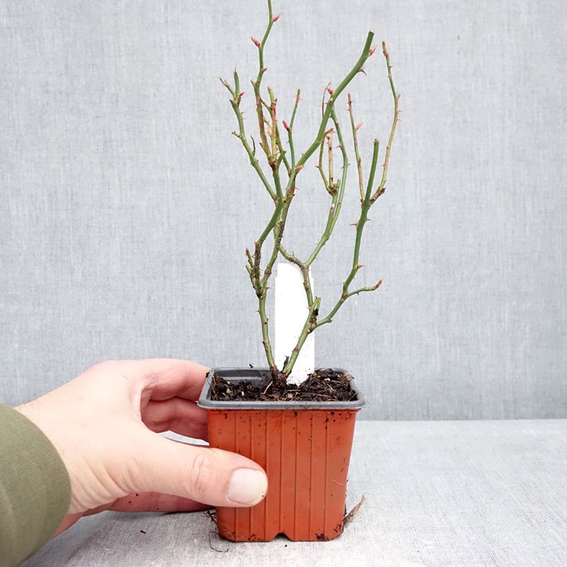 Exemplaar van Rosa Sea Foam - Bodembedekkende roos Kweekpotje van 8/9 cm zoals geleverd in de winter