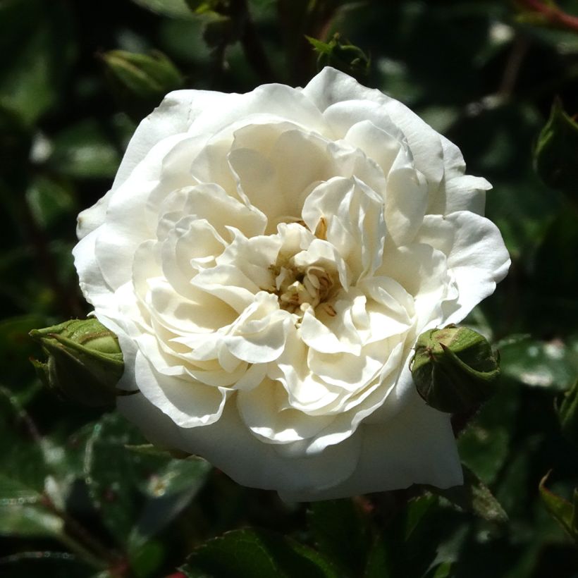 Rosa Sea Foam - Bodembedekkende roos (Bloei)