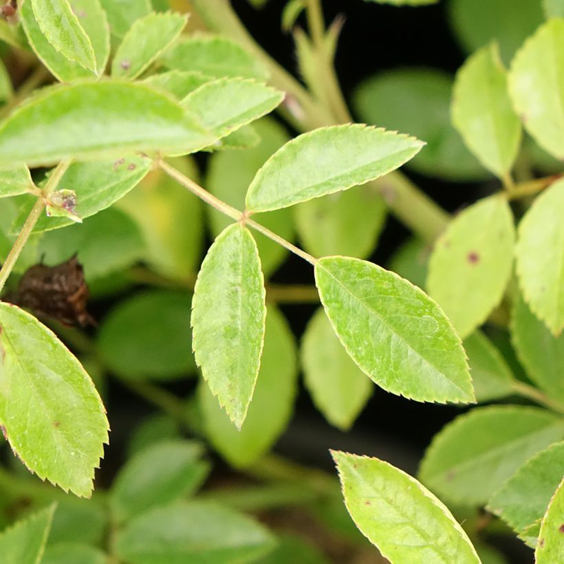 Rosa Snow Star - Bodembedekkende roos (Blad)