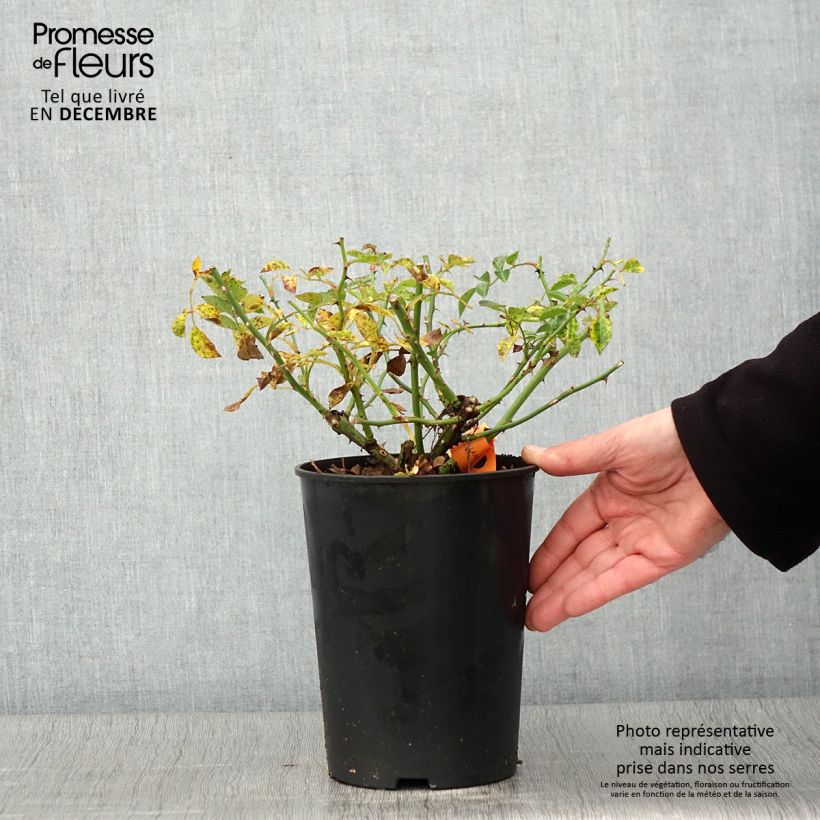 Exemplaar van Rosa Swany - Bodembedekkende roos Pot van 3 l/4 l zoals geleverd in de herfst