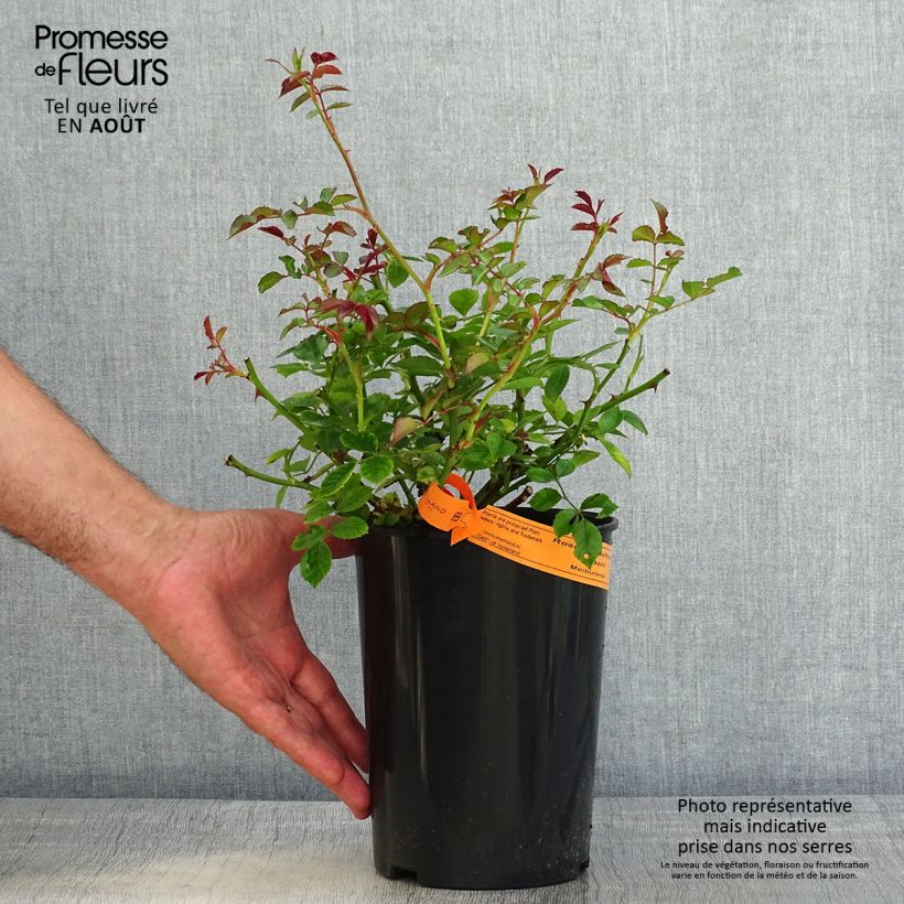 Exemplaar van Rosa Swany - Bodembedekkende roos Pot van 3 l/4 l zoals geleverd in de zomer