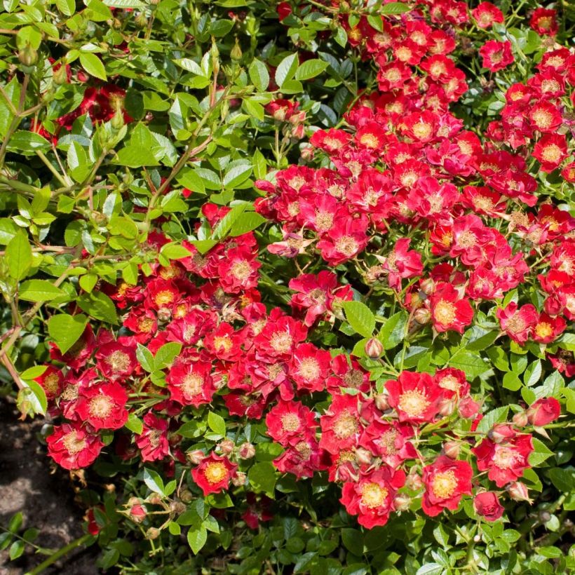 Rosa Tapis Rouge - Bodembedekkende roos (Flowering)