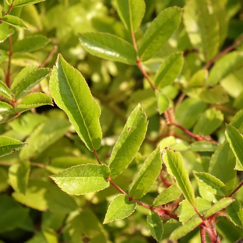 Rosa Tapis Volant - Bodembedekkende roos (Blad)