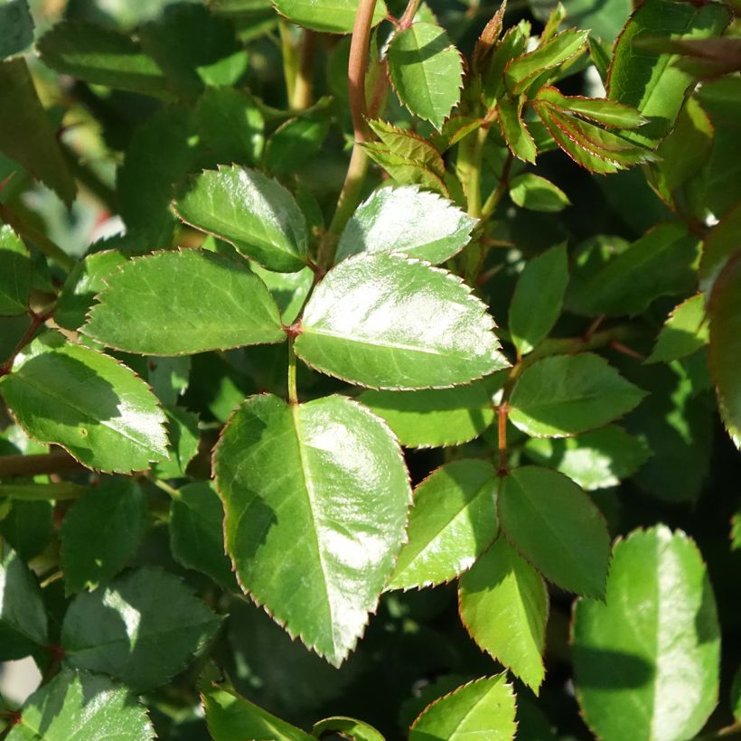 Rosa The Faun - Bodembedekkende roos (Blad)