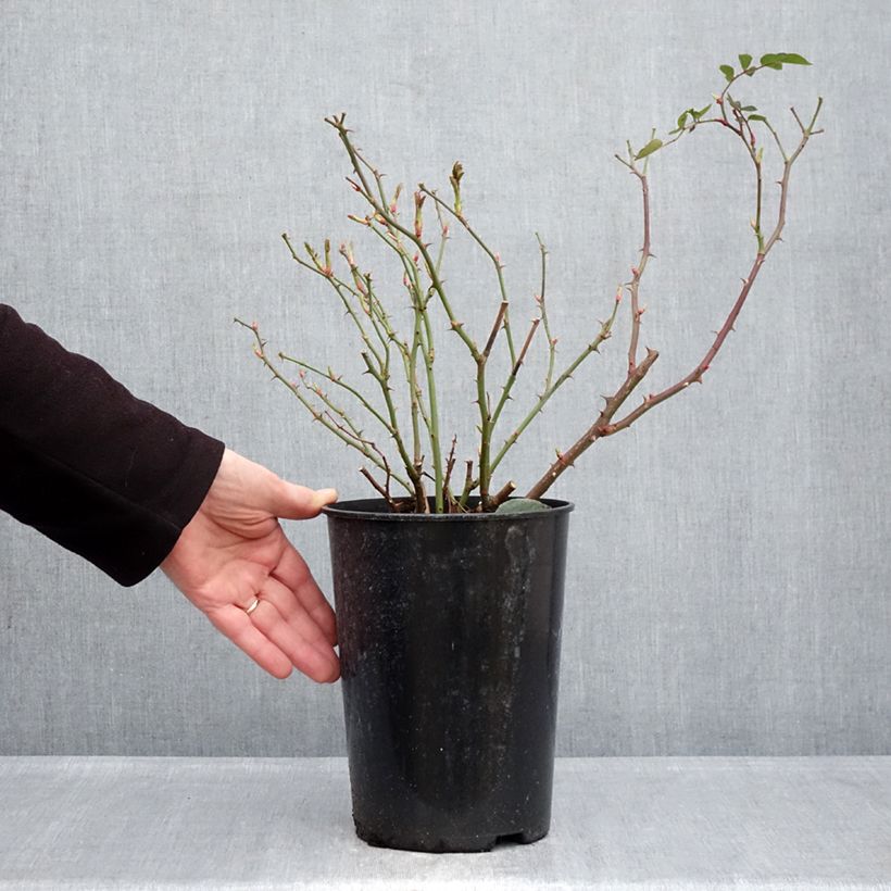 Exemplaar van Rosa The Faun - Bodembedekkende roos Pot van 4 l/5 l zoals geleverd in de winter
