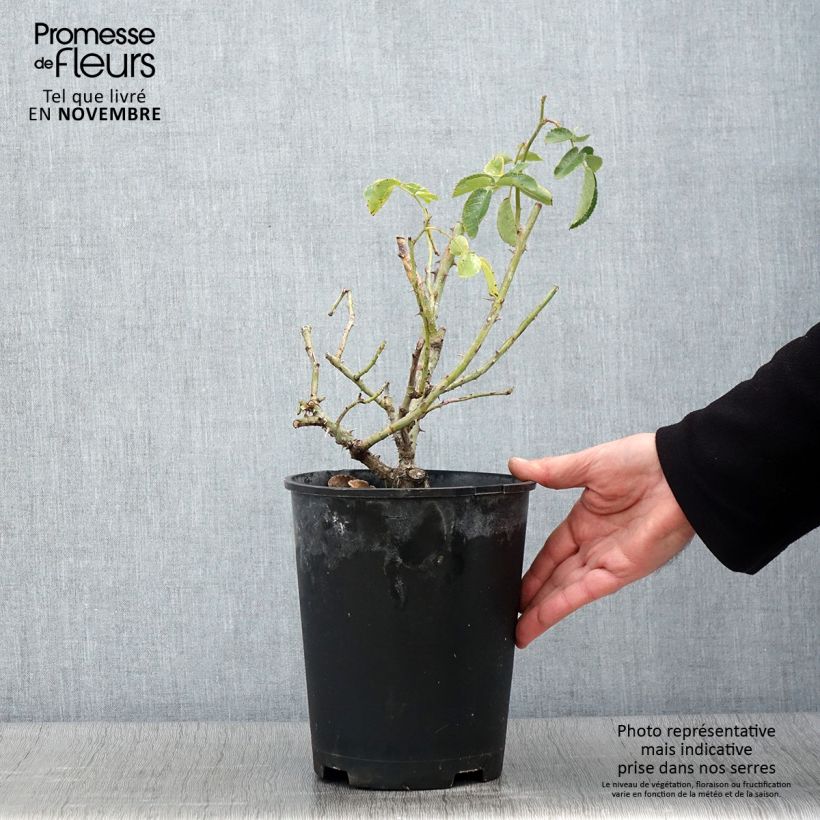 Exemplaar van Rosa Weg der Sinne - Bodembedekkende roos Pot van 2 l/3 l zoals geleverd in de herfst