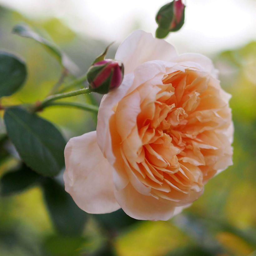 Rosa Abraham Darby - David Austinroos (Bloei)