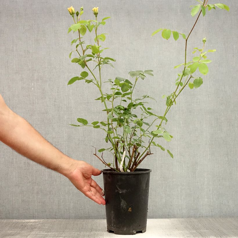 Exemplaar van Rosa Bathsheba - David Austinroos Pot van 4 l/5 l zoals geleverd in de zomer