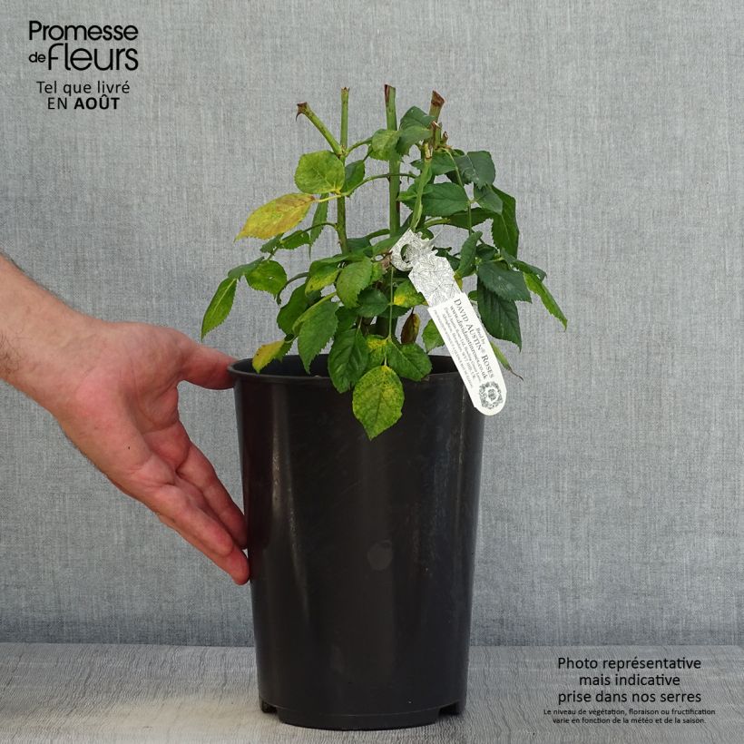 Exemplaar van Rosa Carolyn Knight - David Austinroos Pot van 4 l/5 l zoals geleverd in de zomer