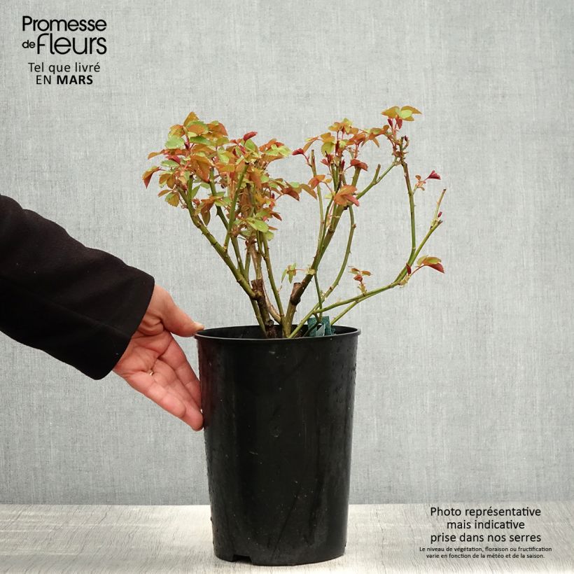 Exemplaar van Rosa Charles Darwin - David Austinroos Pot van 4 l/5 l zoals geleverd in de lente