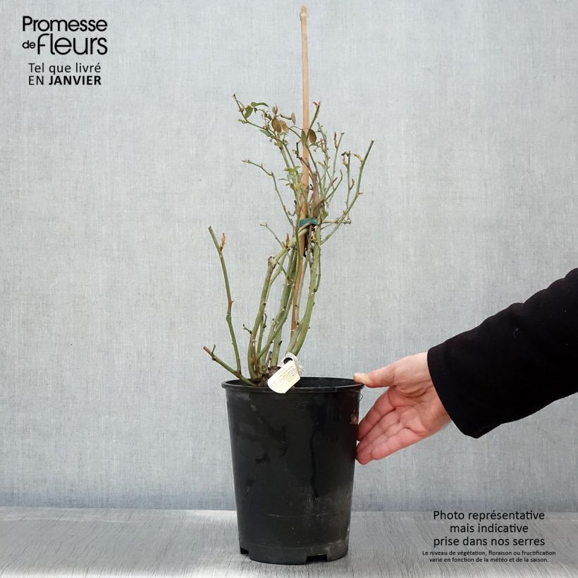 Example of Rosa Claire Austin - David Austinroos Pot van 4 l/5 l as you get in hiver