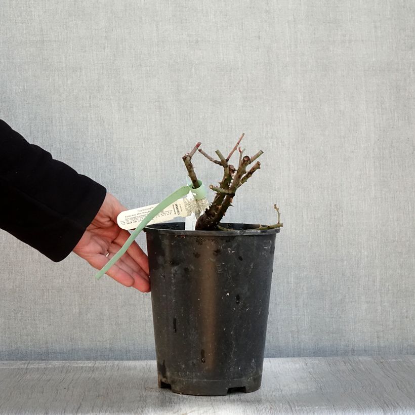 Exemplaar van Rosa Desdemona - David Austinroos Pot van 4 l/5 l zoals geleverd in de herfst