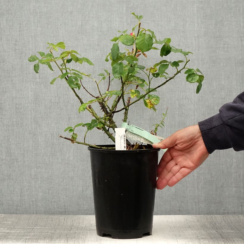 Exemplaar van Rosa Desdemona - David Austinroos Pot van 4 l/5 l zoals geleverd in de zomer