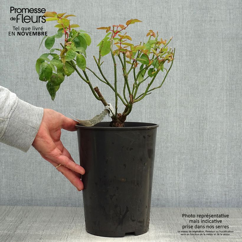 Exemplaar van Rosa Eglantyne - David Austinroos Pot van 4 l/5 l zoals geleverd in de herfst
