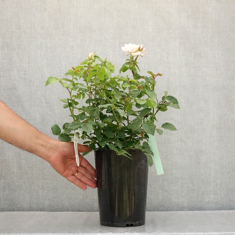 Exemplaar van Rosa Elizabeth - David Austinroos Pot van 4 l/5 l zoals geleverd in de zomer