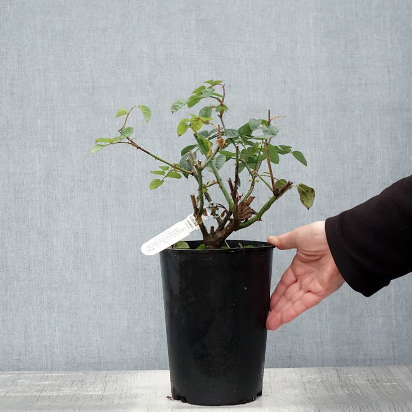 Exemplaar van Rosier David Austin Gentle Hermione Pot de 4L/5L zoals geleverd in de herfst
