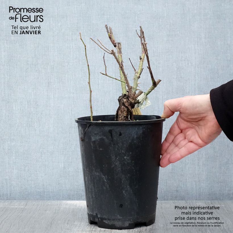 Example of Rosa Gertrude Jekyll - David Austinroos Pot van 4 l/5 l as you get in hiver