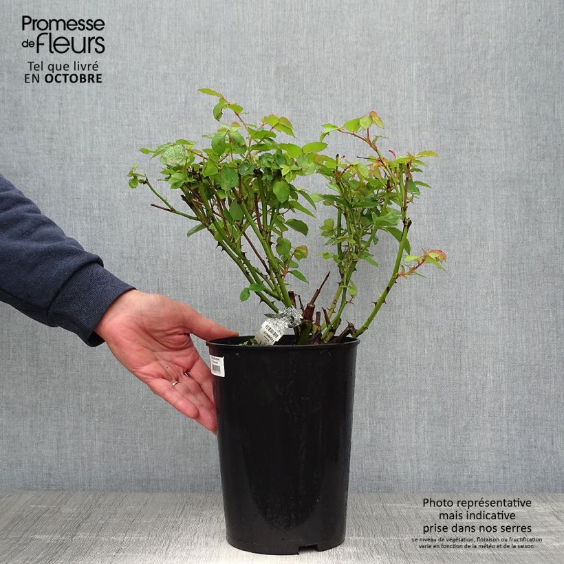 Exemplaar van Rosa Graham Thomas - David Austinroos Pot van 4 l/5 l zoals geleverd in de herfst