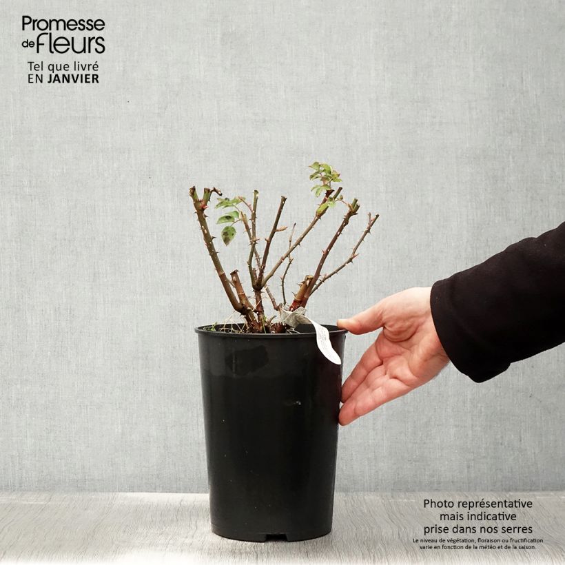 Example of Rosa Imogen - David Austinroos Pot van 4 l/5 l as you get in hiver