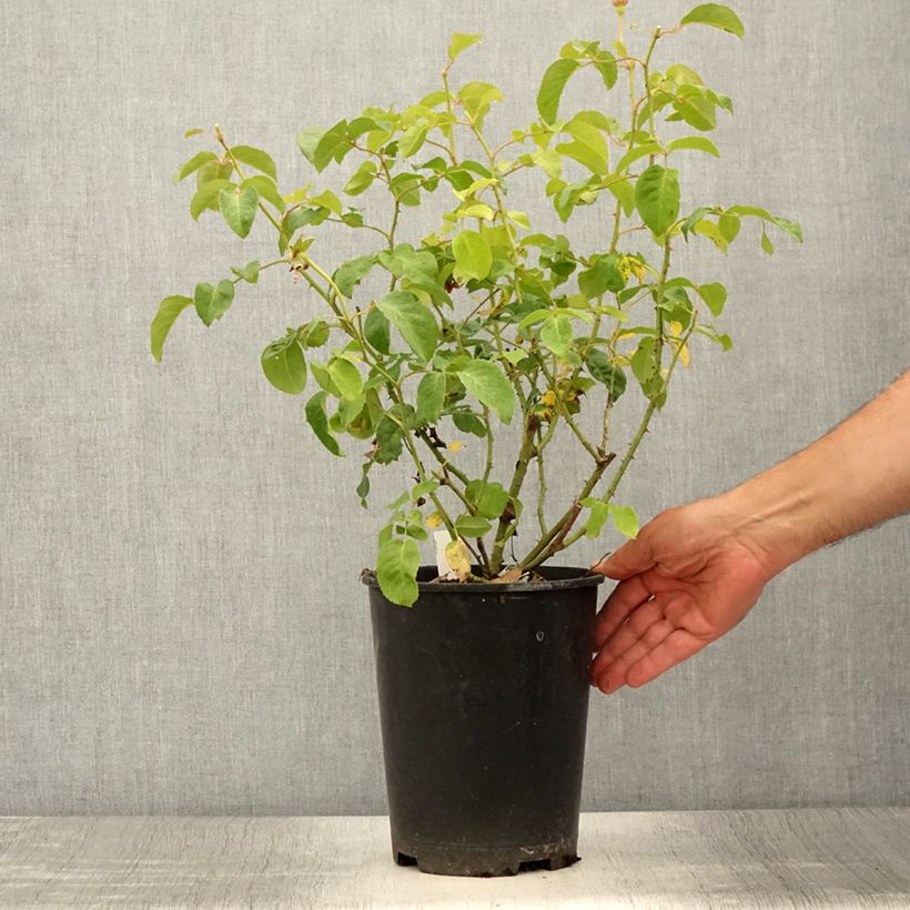 Exemplaar van Rosier David Austin James L. Austin  Pot de 3L/4L zoals geleverd in de zomer