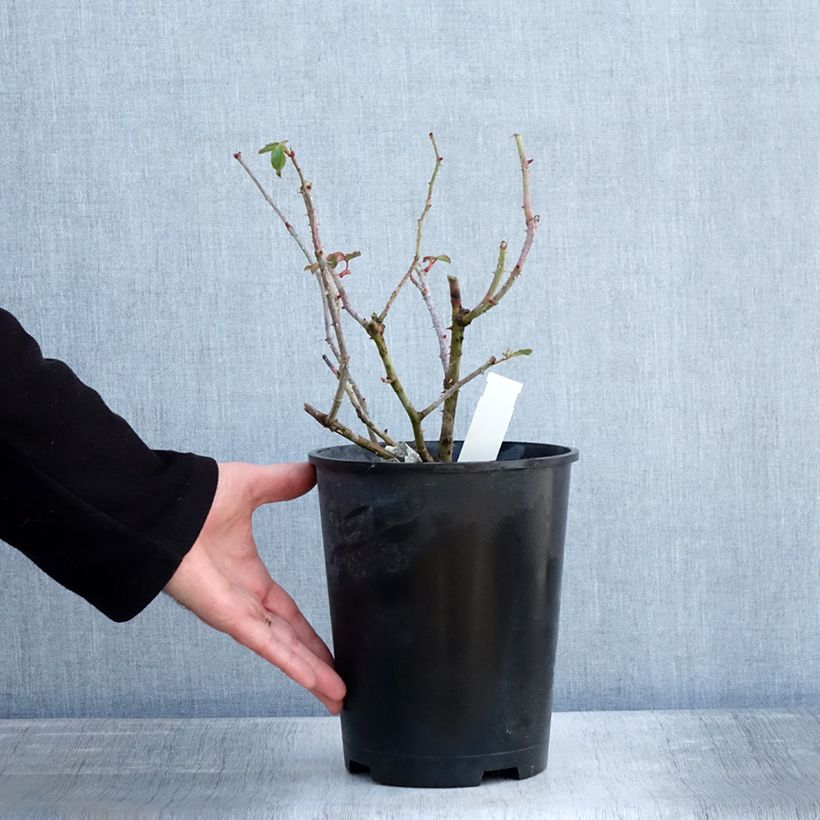 Example of Rosier David Austin James L. Austin  Pot van 3 l/4 l as you get in hiver