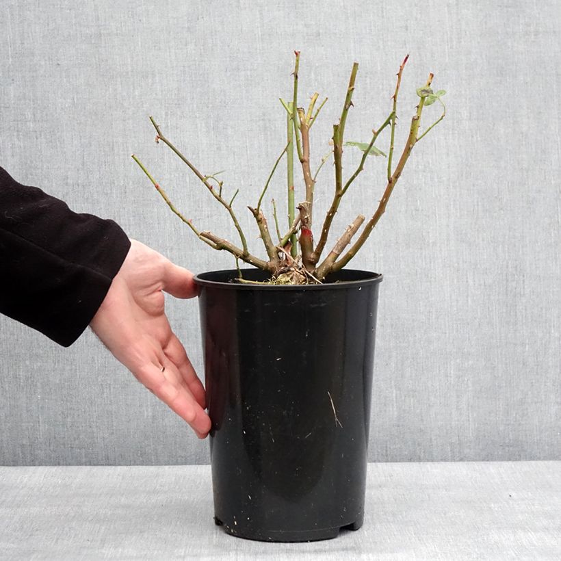 Exemplaar van Rosier David Austin Lady Of Shalott  Pot de 4L/5L zoals geleverd in de winter