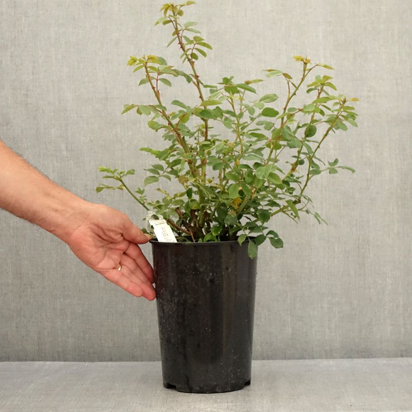 Exemplaar van Rosa Lady of Shalott - David Austinroos Pot van 4 l/5 l zoals geleverd in de zomer